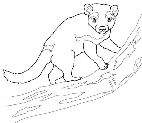 Tasmanian Devil On A Tree Coloring Page